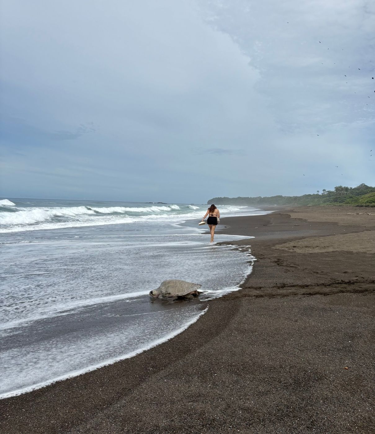 An olive ridley sea turtle in the surf at Ostional beach, with Mariana walking along the shore